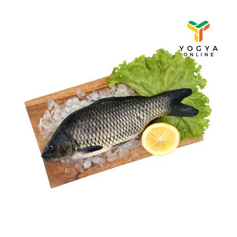 IKAN MAS HIDUP 400GR