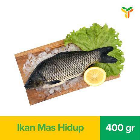 IKAN MAS HIDUP 400GR