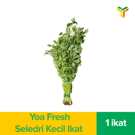 SELEDRI KECIL IKAT